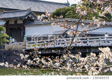 東京皇宮平川門的櫻花 136560555