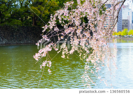 Cherry blossoms at Hirakawa Gate of the Imperial Palace in Tokyo Cherry blossoms at Hirakawa Gate of the Imperial Palace in Tokyo 136560556