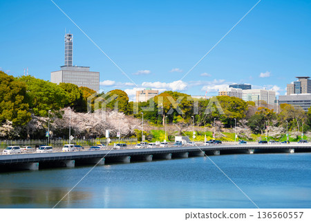 Spring in Tokyo with cherry blossoms in full bloom at Chidorigafuchi, Imperial Palace Outer Garden 136560557