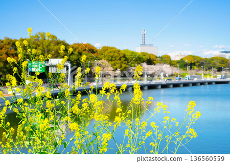 Rape blossoms at Chidorigafuchi in the Imperial Palace Outer Gardens Rape blossoms at Chidorigafuchi in the Imperial Palace Outer Gardens 136560559