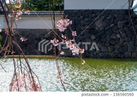 Cherry blossoms at Hirakawa Gate of the Imperial Palace in Tokyo Cherry blossoms at Hirakawa Gate of the Imperial Palace in Tokyo 136560560