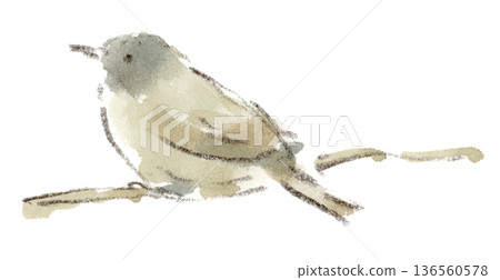 冬鳥白腹鶇的水彩插圖 冬鳥白腹鶇的水彩插圖 136560578
