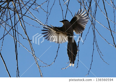 Flying silhouette of a Azure-winged Magpie 136560594