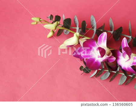 Pink background of dendrobium and eucalyptus 136560605