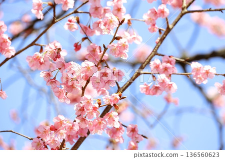 Cherry Blossoms in full bloom 136560623