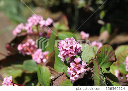Himalayan Saxifrages in full bloom 136560624