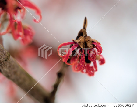 二月盛開的金縷梅「黛安娜」的紅色花朵 二月盛開的金縷梅「黛安娜」的紅色花朵 136560627