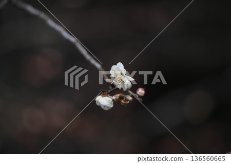 山梨縣久遠寺的梅花 山梨縣久遠寺的梅花 136560665