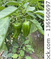 green peppers growing in the field 136560697