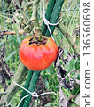Red ripe tomato 136560698
