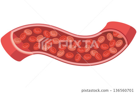 Illustration of red blood cells flowing through blood vessels 136560701