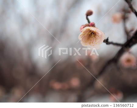 Pink plum blossoms "Ichiryu" bloom in February after the rain 136560712