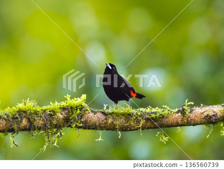 在哥斯大黎加拍攝到的紅胸唐納雀 136560739