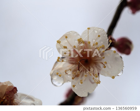 Beautiful white plum blossoms blooming in February after the rain, "Winter Solstice" Beautiful white plum blossoms blooming in February after the rain, "Winter Solstice" 136560959