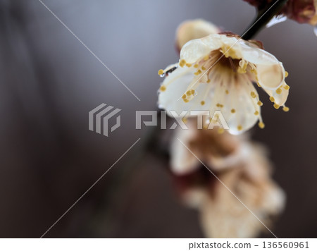 Beautiful white plum blossoms blooming in February after the rain, "Winter Solstice" Beautiful white plum blossoms blooming in February after the rain, "Winter Solstice" 136560961