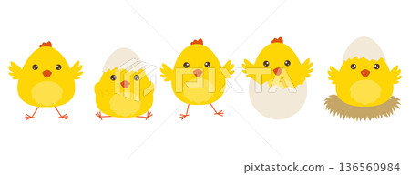 Cute cartoon yellow chicks set hatching from eggs in flat vector style Cute cartoon yellow chicks set hatching from eggs in flat vector style 136560984