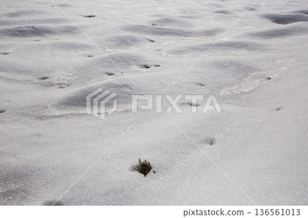 形成雪 形成雪 136561013