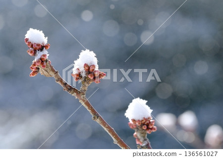 長岡梅林的梅花與積雪 長岡梅林的梅花與積雪 136561027