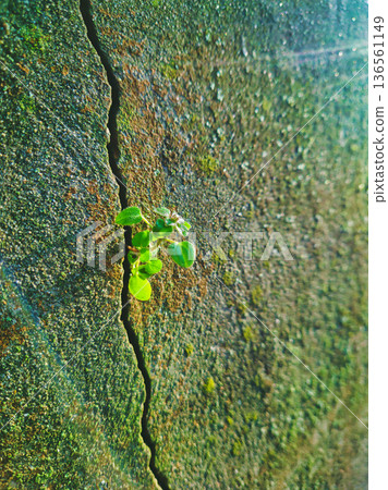 Budapest Tiny Green Plant Growing from Concrete Wall Crack at Pongratz Gergely ter Close Up Mossy Industrial Masonry Resilience and New Life Background Hungary Budapest Tiny Green Plant Growing from Concrete Wall Crack at Pongratz Gergely ter Close Up Mossy Industrial Masonry Resilience and New Life Background Hungary 136561149