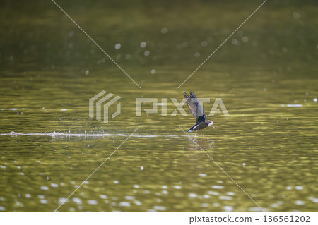 The fastest bird in horizontal flight is the blue-tailed swift The fastest bird in horizontal flight is the blue-tailed swift 136561202