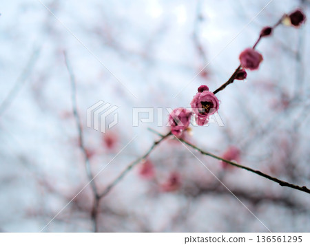 Beautiful pink plum blossoms "Mikaikou" bloom in February after the rain. Beautiful pink plum blossoms "Mikaikou" bloom in February after the rain. 136561295