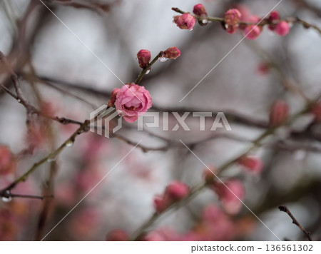 美麗的粉紅色梅花“禦甲花”在二月雨後盛開。 136561302