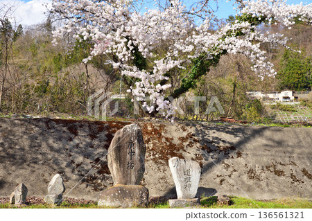 群馬縣利根郡新春中央體育公園的石佛與櫻花 群馬縣利根郡新春中央體育公園的石佛與櫻花 136561321