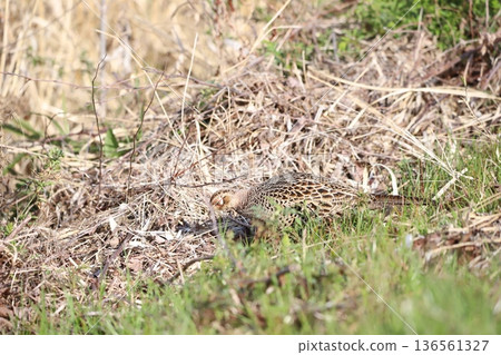 A female pheasant standing in the grass 136561327