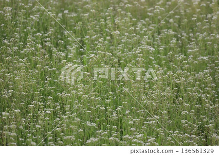 Wildflowers blooming in rice fields in spring: Cardamine Wildflowers blooming in rice fields in spring: Cardamine 136561329