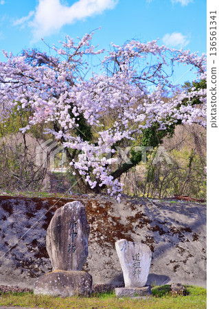 群馬縣利根郡新春中央體育公園的石佛與櫻花 136561341