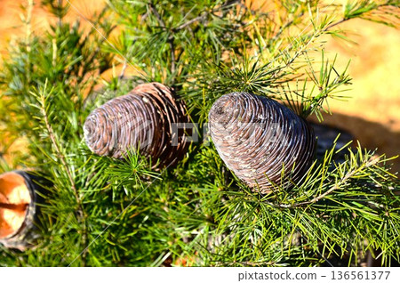Himalayan cedar (Himalayan cedar) cone Himalayan cedar (Himalayan cedar) cone 136561377