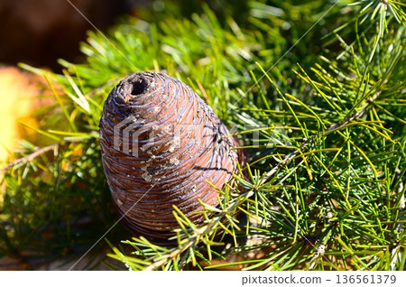 Himalayan cedar (Himalayan cedar) cone Himalayan cedar (Himalayan cedar) cone 136561379