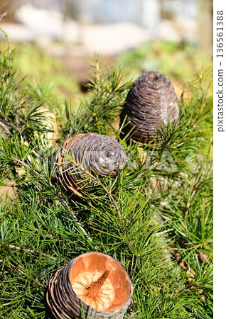 Himalayan cedar (Himalayan cedar) cone 136561388