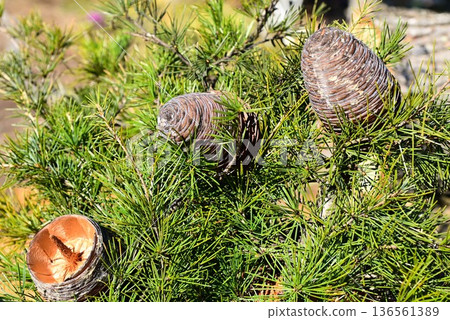 Himalayan cedar (Himalayan cedar) cone Himalayan cedar (Himalayan cedar) cone 136561389