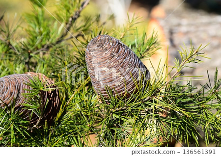 Himalayan cedar (Himalayan cedar) cone Himalayan cedar (Himalayan cedar) cone 136561391