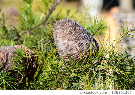 Himalayan cedar (Himalayan cedar) cone 136561395