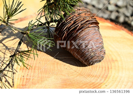 喜馬拉雅雪松（喜馬拉雅雪松）球果 136561396