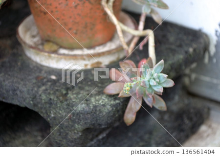 多肉植物 Echeveria Sedum Senecio Serpens (Manpo) 136561404