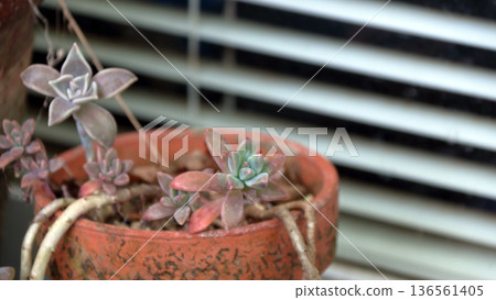 Succulent plant Echeveria sedum Senecio serpens (Banpo) Succulent plant Echeveria sedum Senecio serpens (Banpo) 136561405