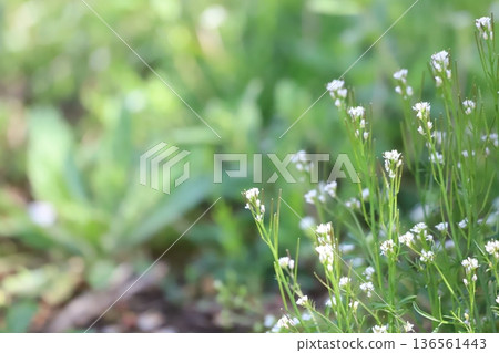 Cardamine growing in the grassland Cardamine growing in the grassland 136561443