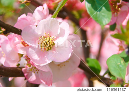 散景特寫 136561587