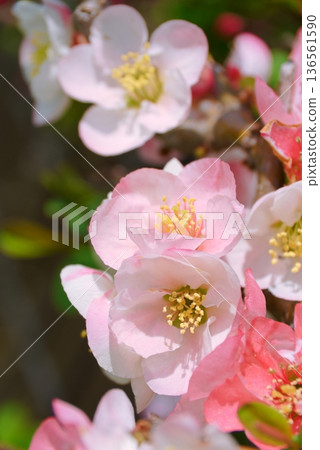 模糊背景的特寫鏡頭，垂直拍攝 136561590