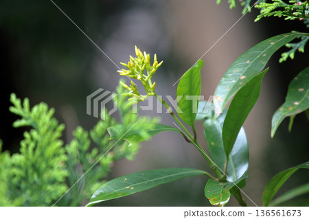 Sakakikazura (Oleander) Anodendron affine (Oleander) Evergreen Climbing Sakakikazura (Oleander) Anodendron affine (Oleander) Evergreen Climbing 136561673