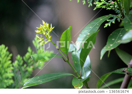 Sakakikazura (Oleander) Anodendron affine (Oleander) Evergreen Climbing 136561674