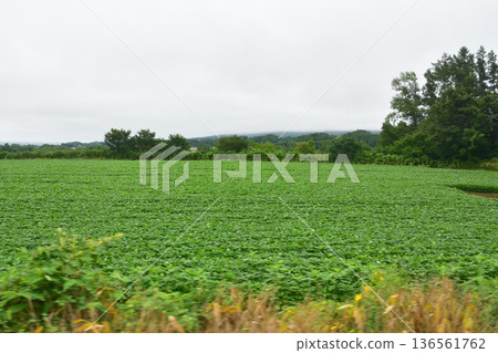 JR Hokkaido Hakodate Main Line: Scenery from the window of a local train from Kutchan Station to Konbu Station (Summer rain, 2023) 136561762