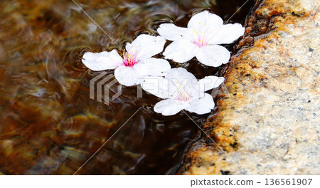 春日里,櫻花花瓣漂浮在清水池(淨化噴泉)中。 春日里,櫻花花瓣漂浮在清水池(淨化噴泉)中。 136561907