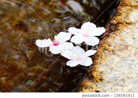 春日里，櫻花花瓣漂浮在清水池（淨化噴泉）中。 136561911