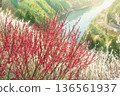 Plum Blossoms of Tsukigase Valley - Animation 2 136561937