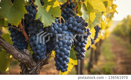Close up of deep purple wine grapes ripening on the vine with bright backlit green and yellow leaves. 136561978