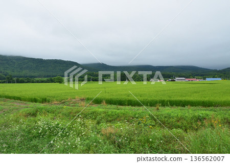 JR北海道函館本線：從昆布站到涅津見站的普通列車車窗外景色（2023年夏雨） 136562007